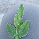 Desmodium tortuosum Leaf