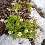 Saxifraga exarata 花