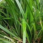 Carex microglochin ഇല