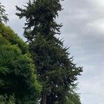 Cupressus lusitanica Ліст