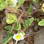 Solanum triflorum Flower