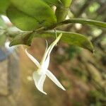 Angraecum angustipetalum Blüte
