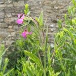 Epilobium hirsutum 花