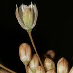 Allium pallens Цвят