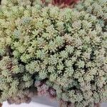 Sedum hispanicum Leaf