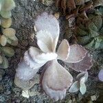 Kalanchoe pumila Hoja