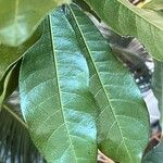 Pouteria lucuma Leaf