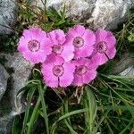Dianthus alpinus Квітка