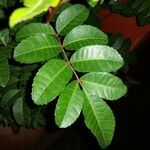 Schinus terebinthifolius List