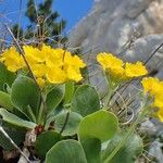 Primula auricula عادت