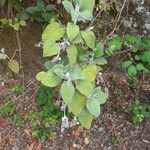 Sideritis macrostachyos Blad