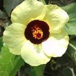 Hibiscus vitifolius Fleur