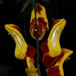 Thunbergia mysorensis Λουλούδι
