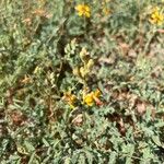 Hoffmannseggia glauca Leaf