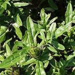 Prunella grandiflora Blad