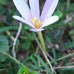 Colchicum alpinumBlomma