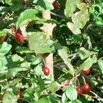 Elaeagnus multiflora Blad