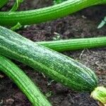 Cucurbita pepo Fruto