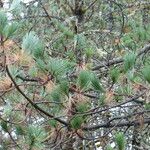 Pinus hartwegii Frunză