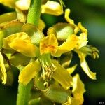 Guilandina bonduc Floro