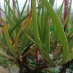 Bulbine frutescens Feuille