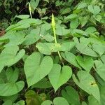 Ipomoea alba Sonstige