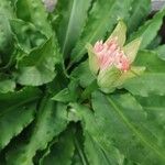 Scadoxus multiflorusKukka