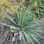 Yucca filamentosa 整株植物
