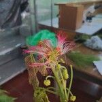 Samanea samanFlower