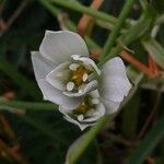 Ornithogalum baeticum 花