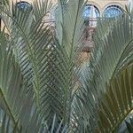 Encephalartos lehmannii ഇല