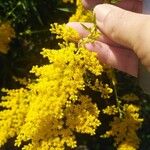 Solidago canadensisBlomst