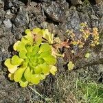 Aeonium glutinosum Blatt