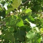Ficus johannis Leaf