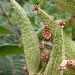 Asclepias syriaca Fruit