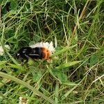 Trifolium occidentale ഇല