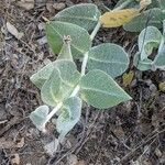 Asclepias californica 葉