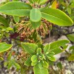 Kalmia angustifoliaFoglia