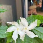 Tabernaemontana divaricata Λουλούδι
