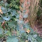 Macleaya microcarpa Fiore