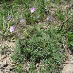 Geranium tuberosum Habit