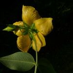 Hypericum kouytchense