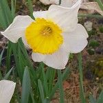 Narcissus × incomparabilis Květ