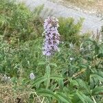 Buddleja davidiiΛουλούδι