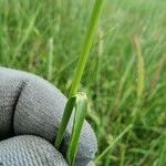 Hordeum secalinum Leht