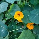 Tropaeolum minus Flor