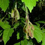 Acer negundo Leaf