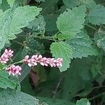 Polygonum persicaria Λουλούδι