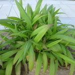 Panicum grande Alkat (teljes növény)