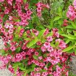 Weigela hortensis Агульны выгляд